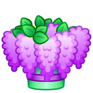 Purple Lilac